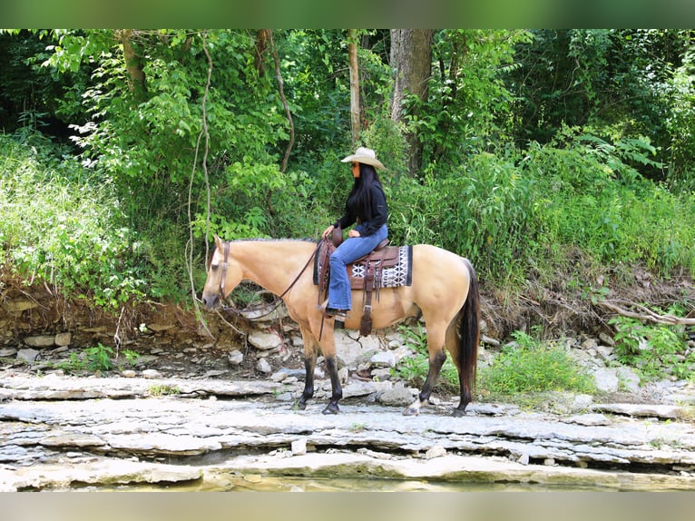 American Quarter Horse Wallach 5 Jahre Buckskin in Merrill