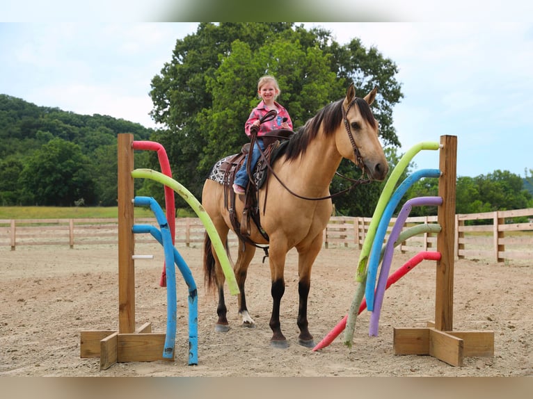 American Quarter Horse Wallach 5 Jahre Buckskin in Merrill