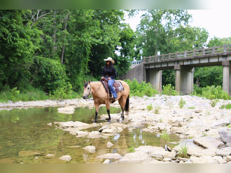 American Quarter Horse Wallach 5 Jahre Buckskin in Merrill