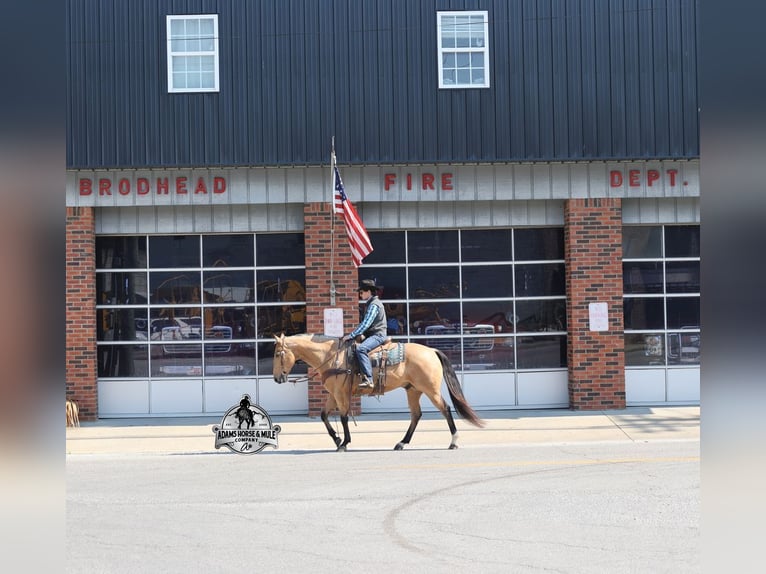 American Quarter Horse Wallach 5 Jahre Buckskin in Mount Vernon