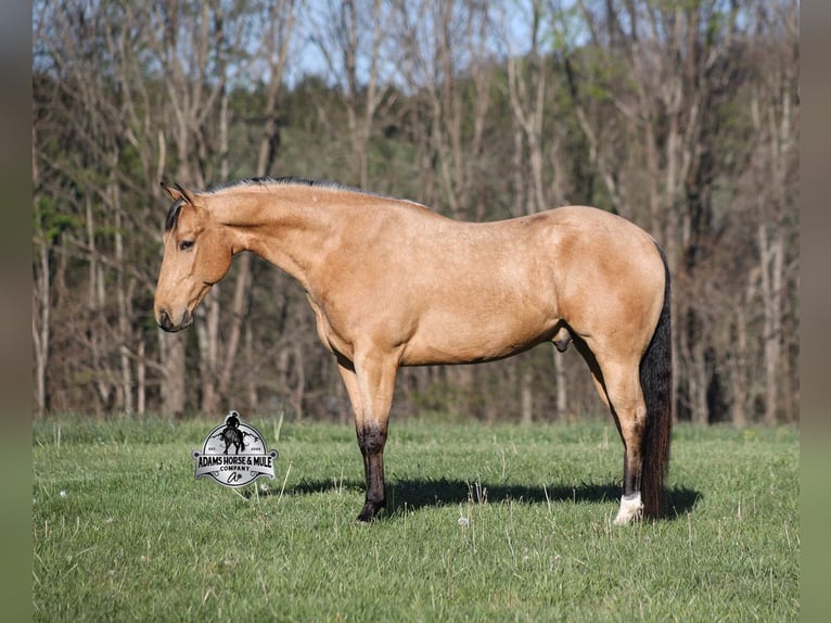 American Quarter Horse Wallach 5 Jahre Buckskin in Mount Vernon