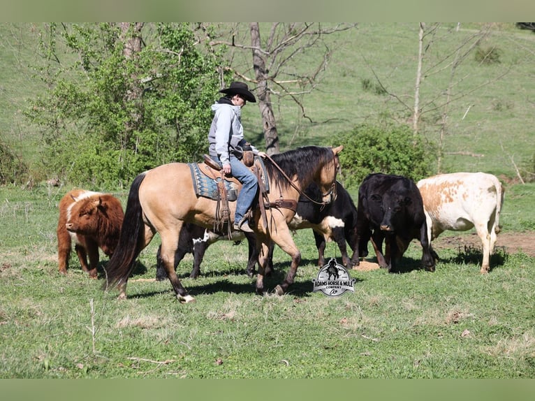 American Quarter Horse Wallach 5 Jahre Buckskin in Mount Vernon