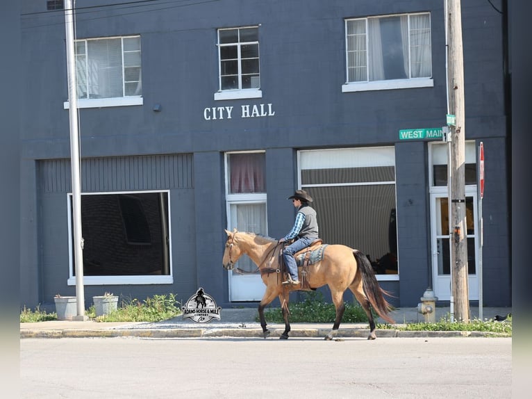 American Quarter Horse Wallach 5 Jahre Buckskin in Mount Vernon
