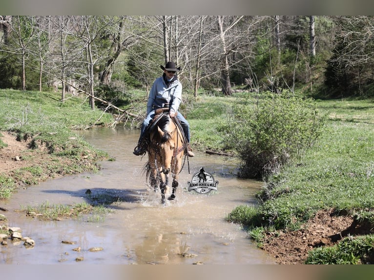 American Quarter Horse Wallach 5 Jahre Buckskin in Mount Vernon