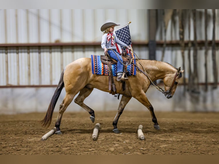 American Quarter Horse Wallach 5 Jahre Buckskin in Sedalia