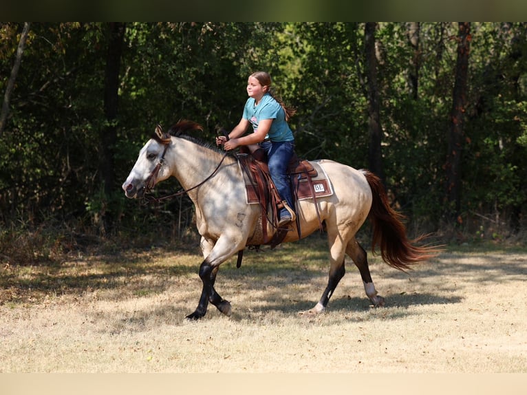 American Quarter Horse Wallach 5 Jahre Buckskin in Terrell