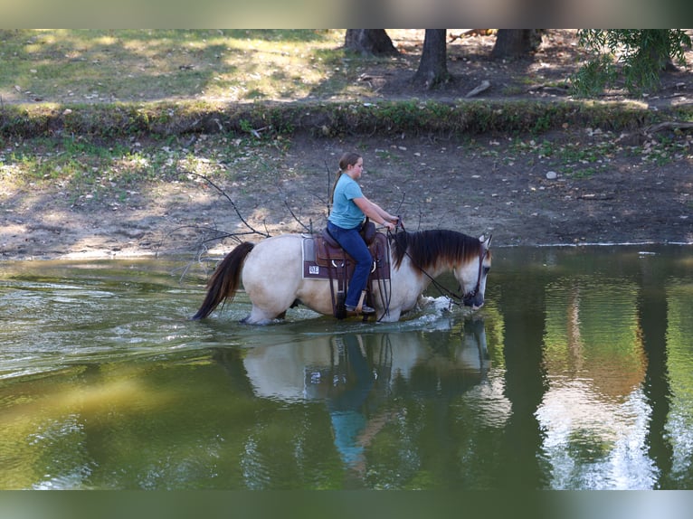 American Quarter Horse Wallach 5 Jahre Buckskin in Terrell