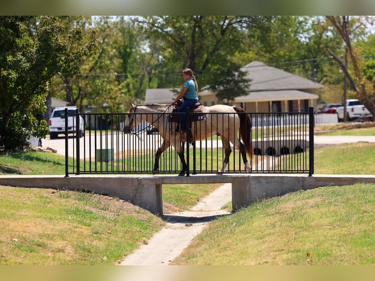 American Quarter Horse Wallach 5 Jahre Buckskin in Terrell