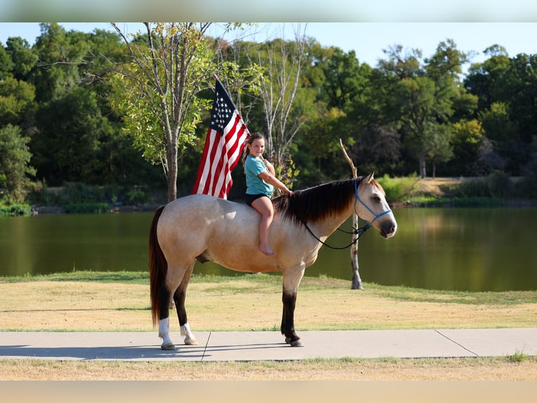 American Quarter Horse Wallach 5 Jahre Buckskin in Terrell