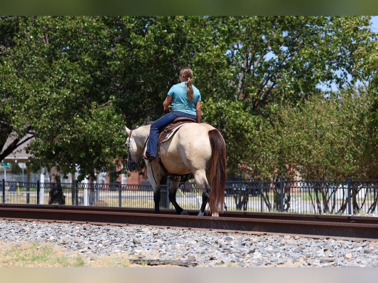 American Quarter Horse Wallach 5 Jahre Buckskin in Terrell