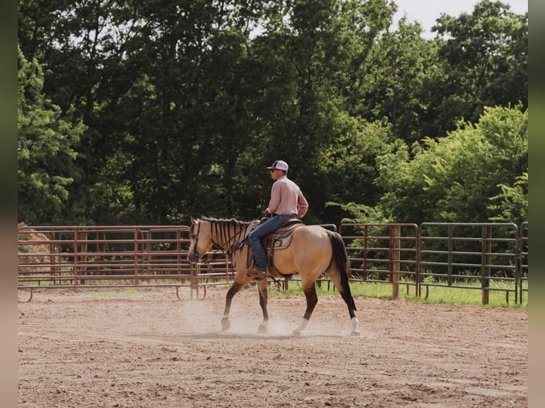 American Quarter Horse Wallach 5 Jahre Buckskin in Trenton
