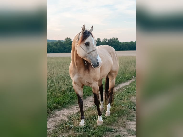 American Quarter Horse Wallach 5 Jahre Buckskin in Trenton
