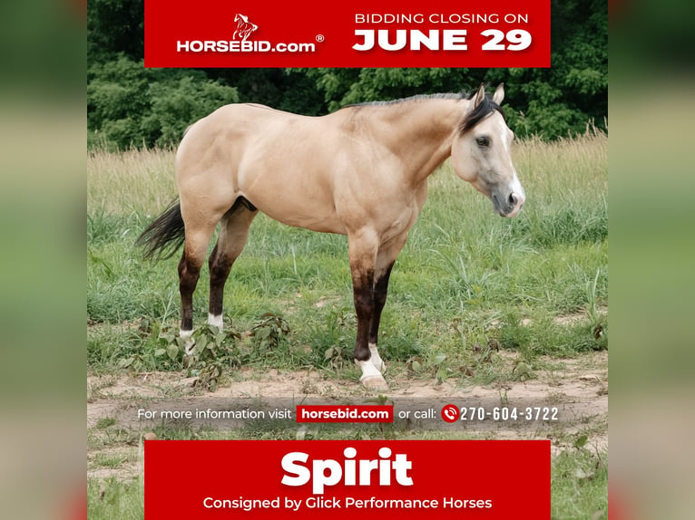 American Quarter Horse Wallach 5 Jahre Buckskin in Trenton