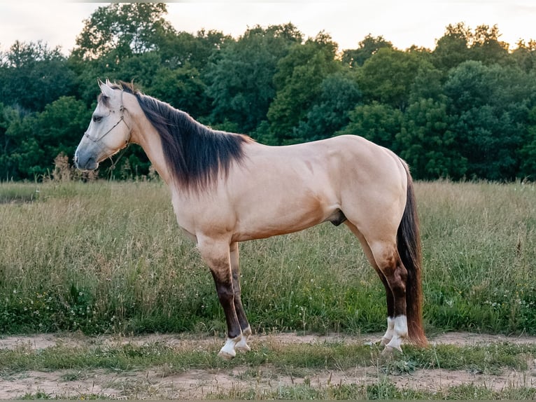 American Quarter Horse Wallach 5 Jahre Buckskin in Trenton
