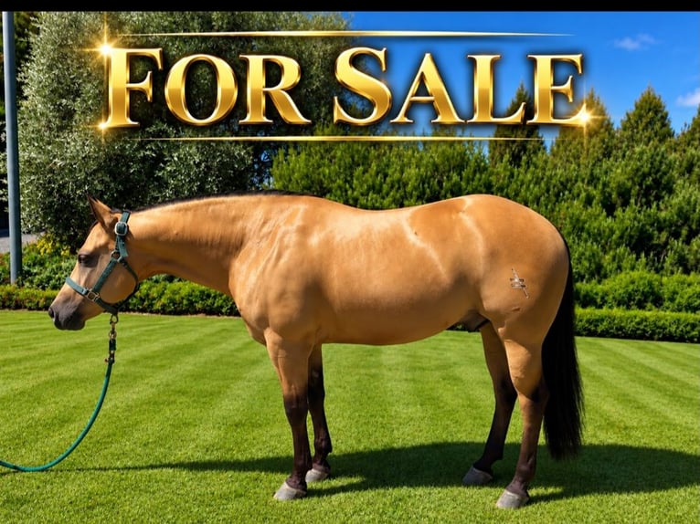 American Quarter Horse Wallach 5 Jahre Buckskin in Puginate