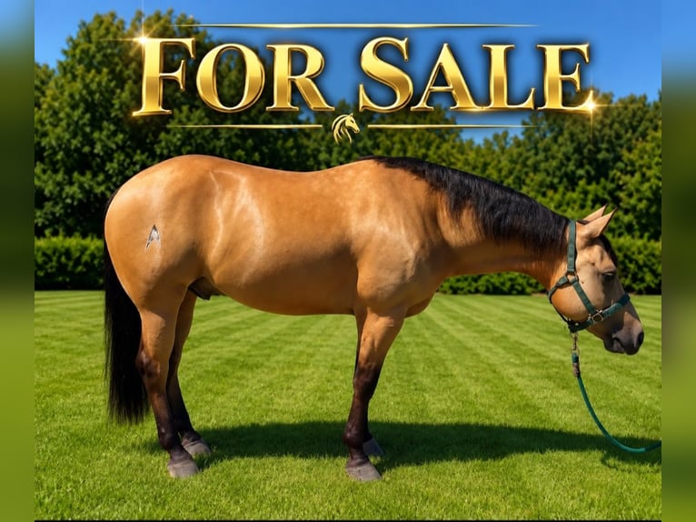 American Quarter Horse Wallach 5 Jahre Buckskin in Puginate