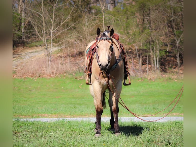 American Quarter Horse Wallach 5 Jahre Buckskin in Flemingsburg Ky