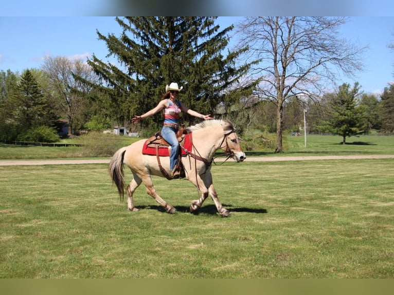 American Quarter Horse Wallach 5 Jahre Buckskin in Howell MI