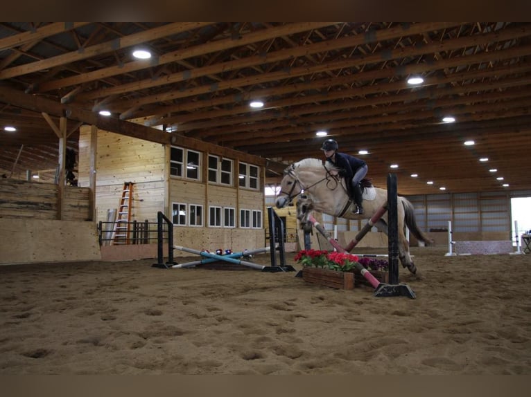 American Quarter Horse Wallach 5 Jahre Buckskin in Howell MI