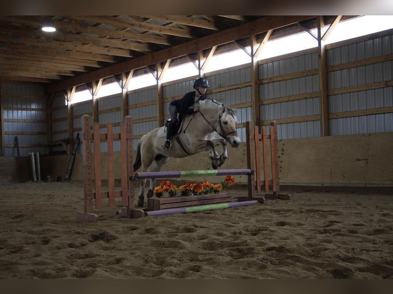 American Quarter Horse Wallach 5 Jahre Buckskin in Howell MI