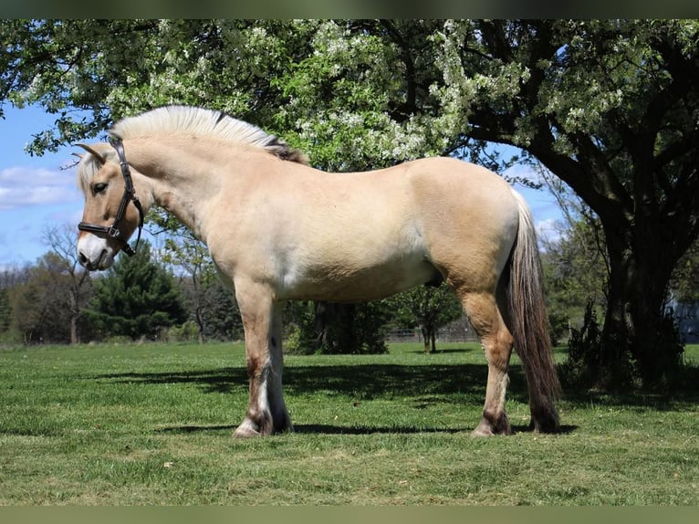 American Quarter Horse Wallach 5 Jahre Buckskin in Howell MI