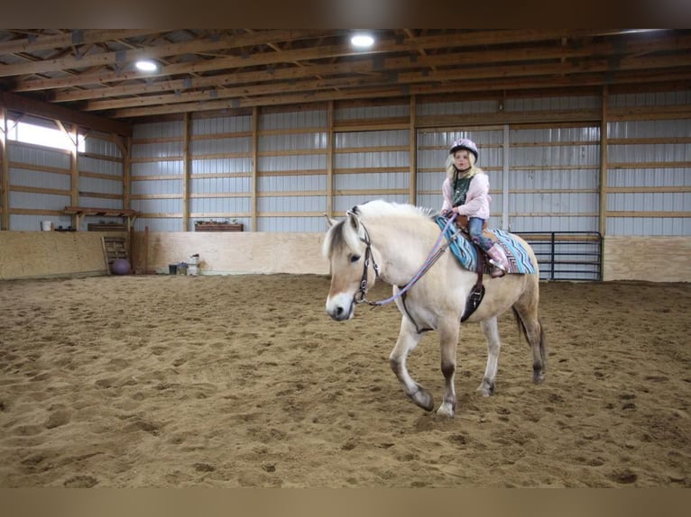 American Quarter Horse Wallach 5 Jahre Buckskin in Howell MI