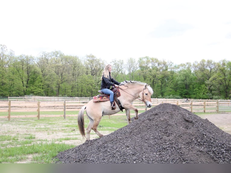 American Quarter Horse Wallach 5 Jahre Buckskin in Howell MI