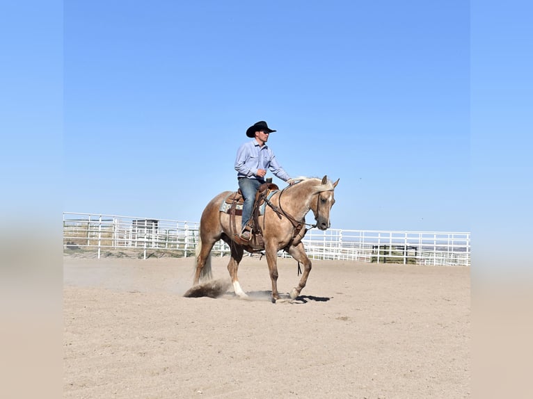 American Quarter Horse Wallach 5 Jahre Buckskin in Bayard, Nebraska