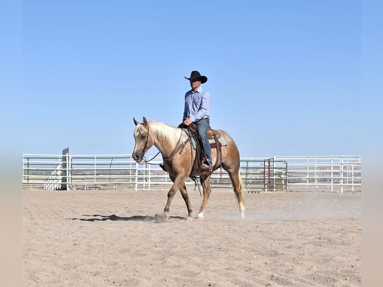 American Quarter Horse Wallach 5 Jahre Buckskin in Bayard, Nebraska