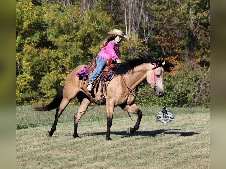 American Quarter Horse Wallach 5 Jahre Buckskin in Fresno
