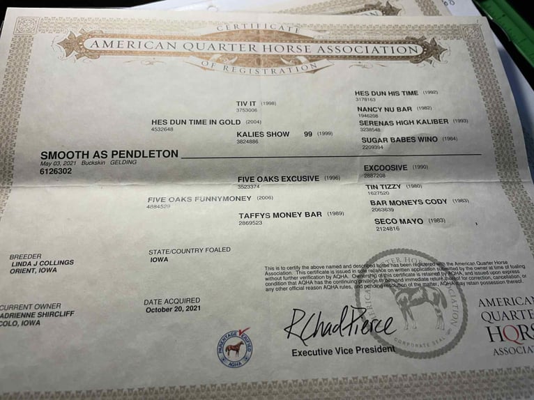 American Quarter Horse Wallach 5 Jahre Buckskin in Fresno