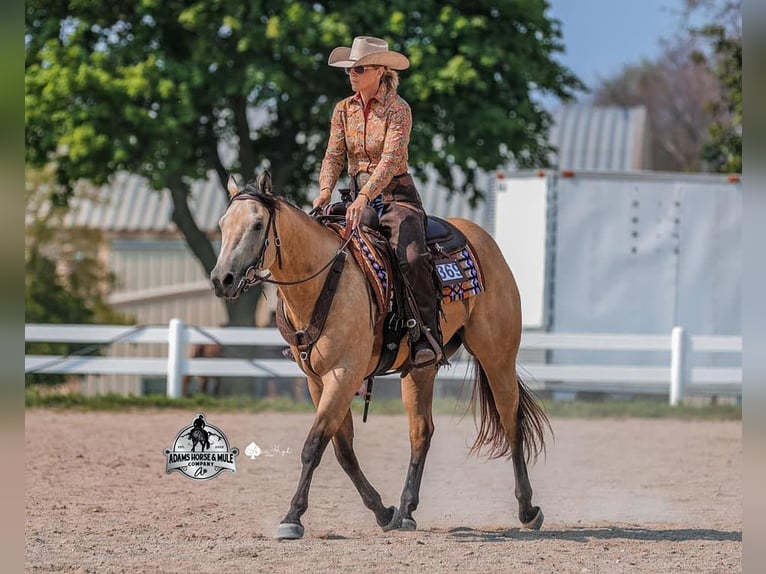 American Quarter Horse Wallach 5 Jahre Buckskin in Fresno