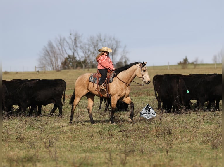 American Quarter Horse Wallach 5 Jahre Buckskin in Fresno