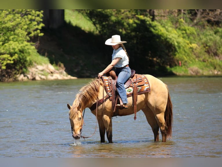 American Quarter Horse Wallach 5 Jahre Champagne in Clarion