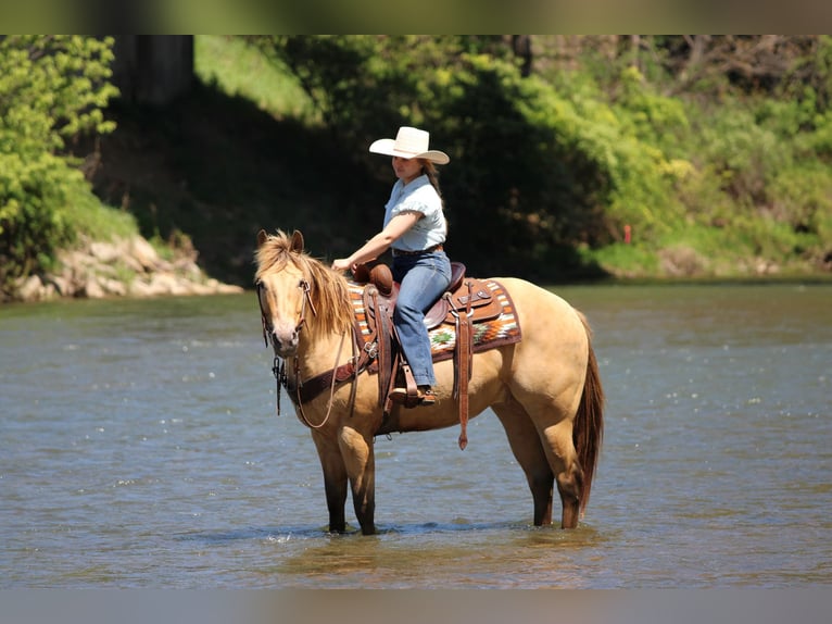 American Quarter Horse Wallach 5 Jahre Champagne in Clarion