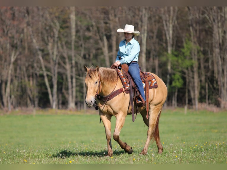 American Quarter Horse Wallach 5 Jahre Champagne in Clarion