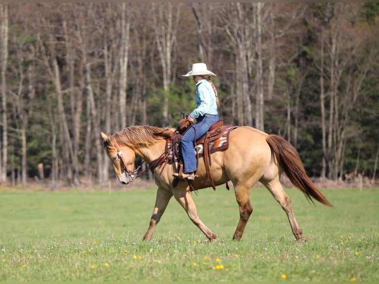 American Quarter Horse Wallach 5 Jahre Champagne in Clarion
