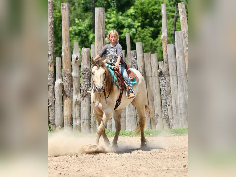American Quarter Horse Wallach 5 Jahre Champagne in Athens