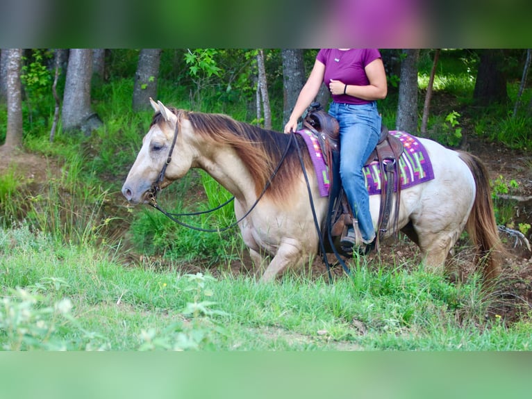 American Quarter Horse Wallach 5 Jahre Champagne in Athens