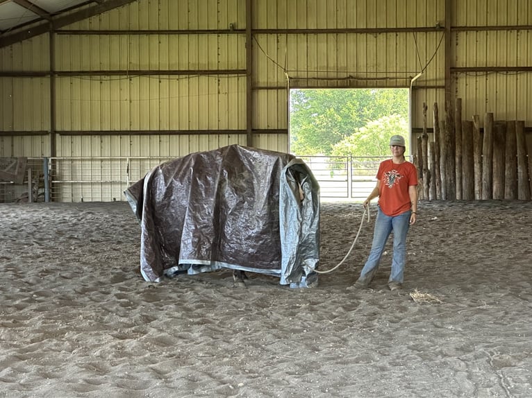 American Quarter Horse Wallach 5 Jahre Champagne in Athens