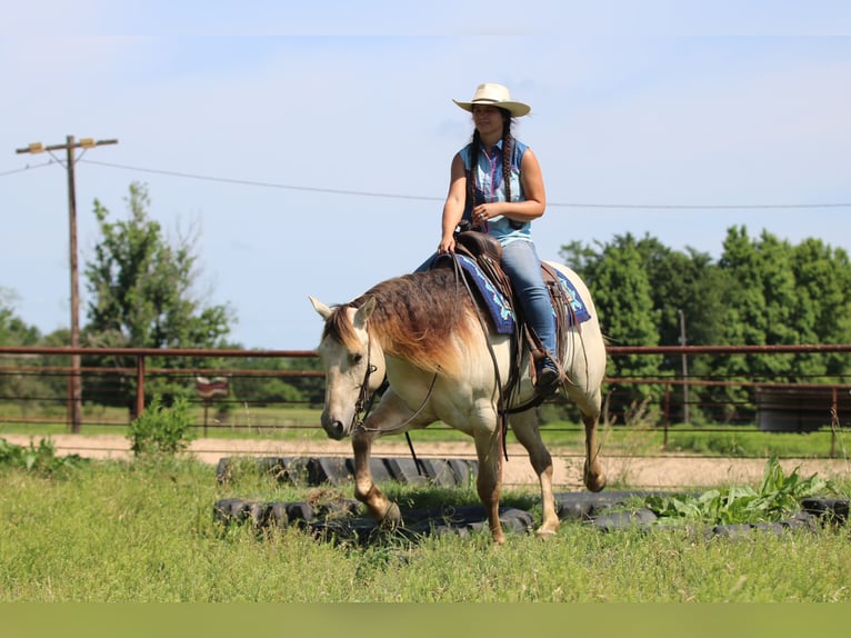 American Quarter Horse Wallach 5 Jahre Champagne in Athens