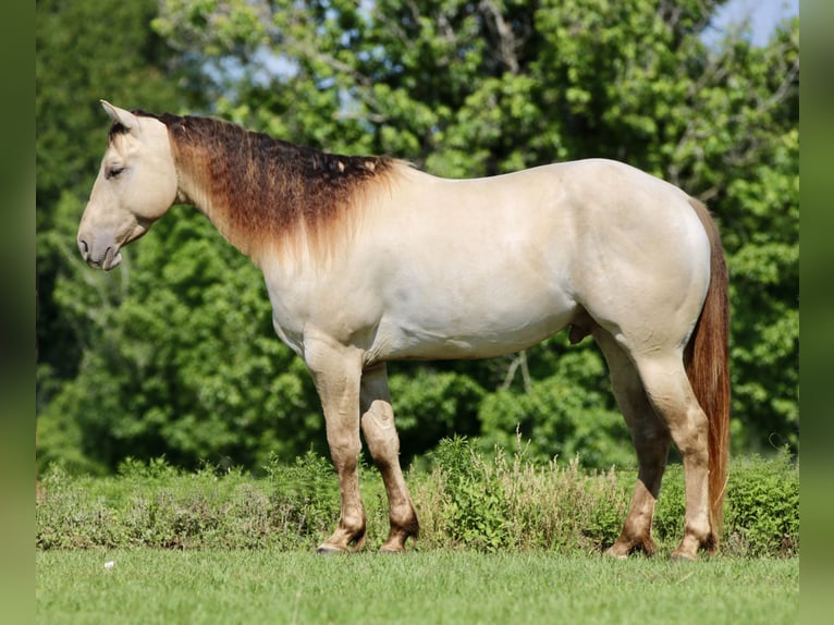 American Quarter Horse Wallach 5 Jahre Champagne in Athens
