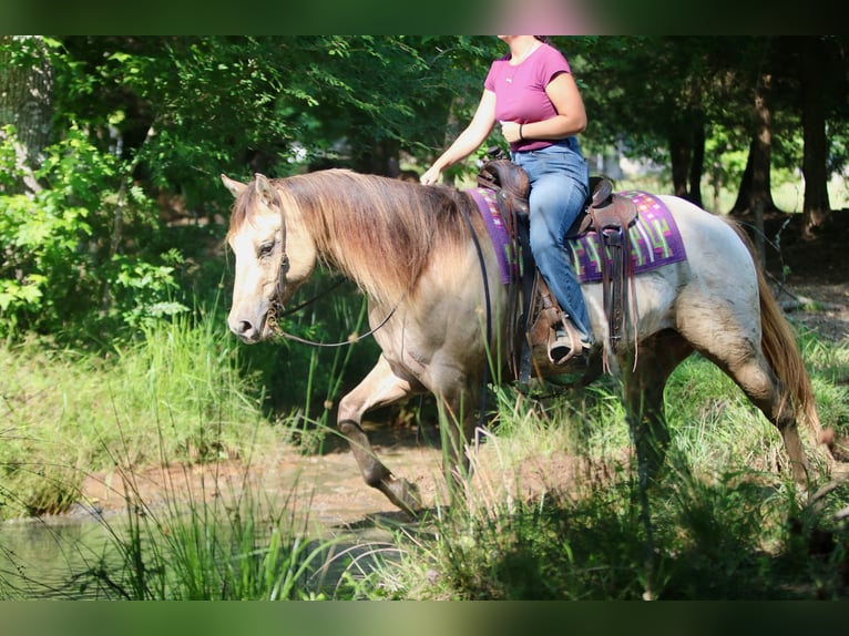 American Quarter Horse Wallach 5 Jahre Champagne in Athens