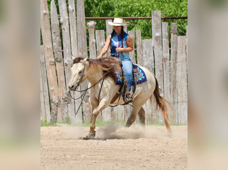 American Quarter Horse Wallach 5 Jahre Champagne in Athens