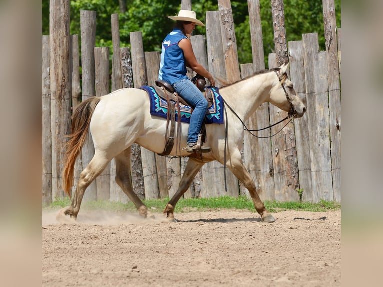 American Quarter Horse Wallach 5 Jahre Champagne in Athens