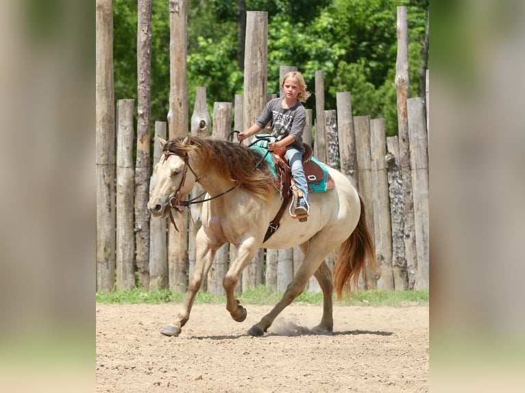 American Quarter Horse Wallach 5 Jahre Champagne in Athens