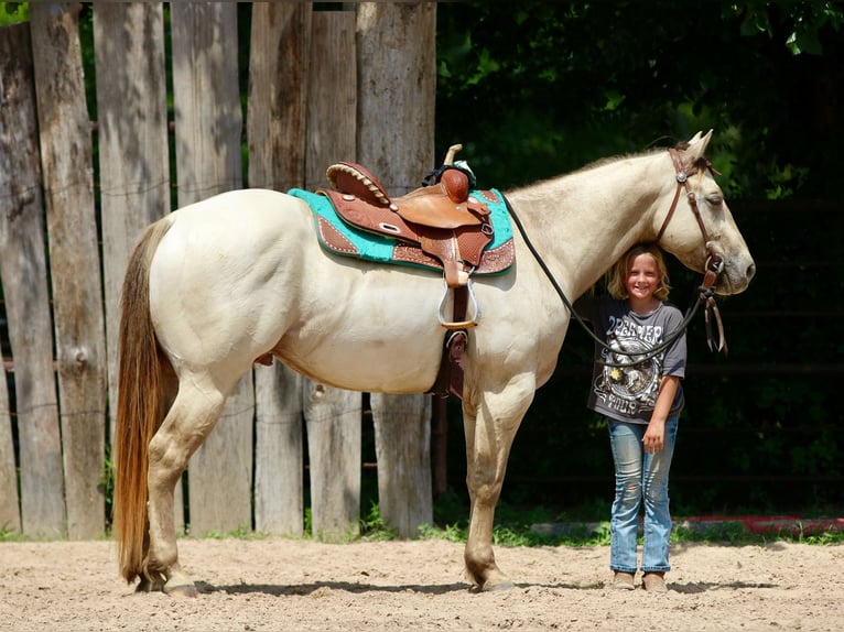 American Quarter Horse Wallach 5 Jahre Champagne in Athens
