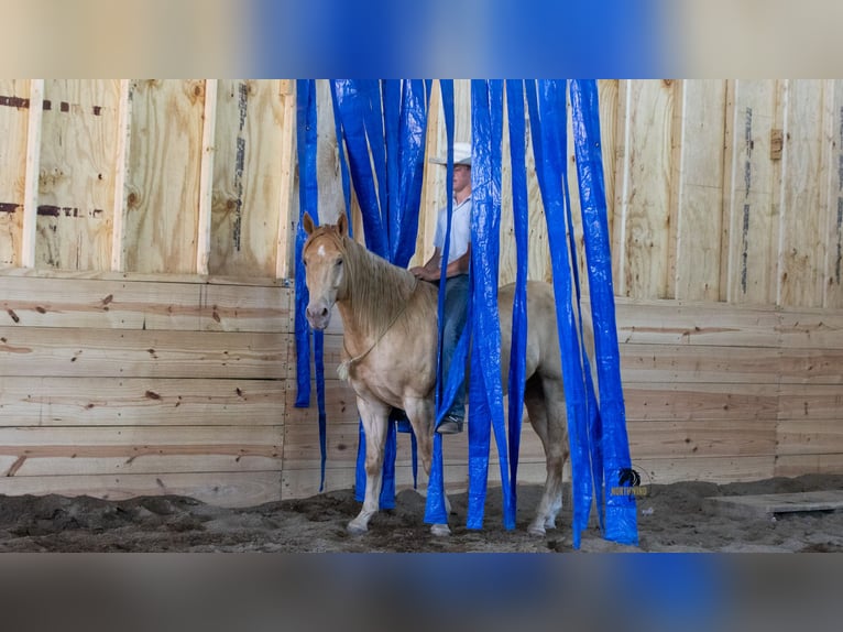 American Quarter Horse Wallach 5 Jahre Champagne in Fredericksburg