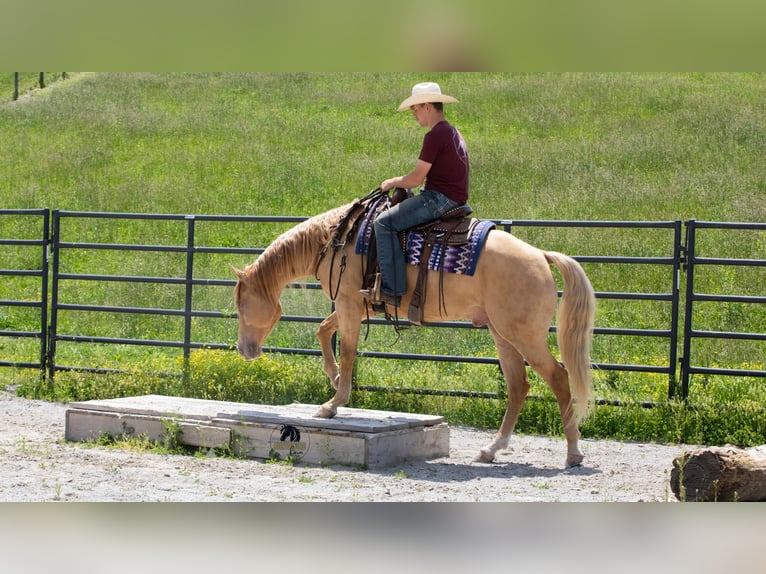 American Quarter Horse Wallach 5 Jahre Champagne in Fredericksburg