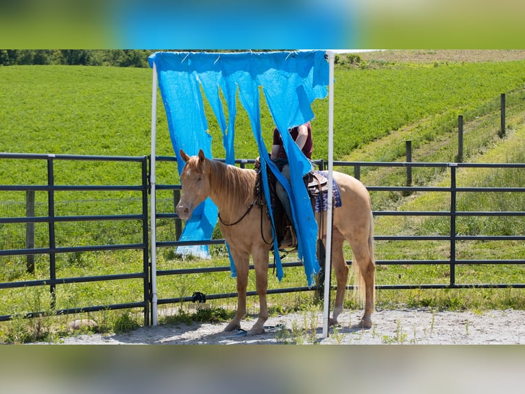 American Quarter Horse Wallach 5 Jahre Champagne in Fredericksburg